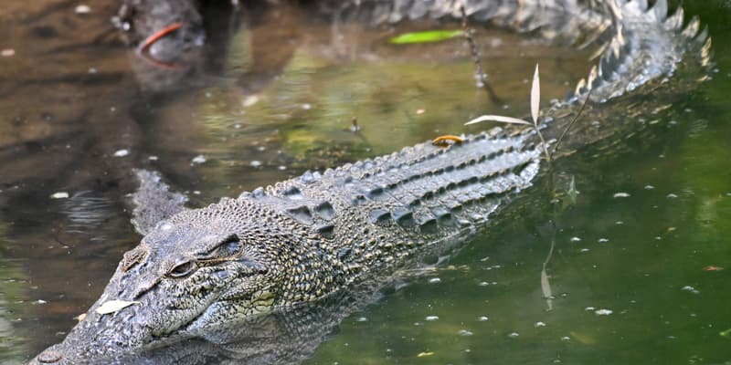 Un crocodile photographiée en 2022 dans une réserve de Singapour.