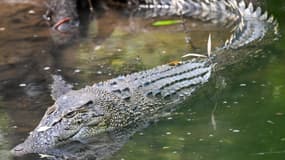 Un crocodile photographiée en 2022 dans une réserve de Singapour.