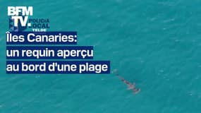 Îles Canaries: un requin aperçu au bord d'une plage