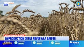 Intempéries en Alsace: la production de blé revue à la baisse