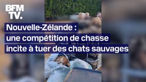 Nouvelle-Zélande: une compétition de chasse incite à tuer des chats sauvages