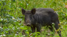 comment être indemnisé d'un accident de voiture à cause d'un animal sauvage ?