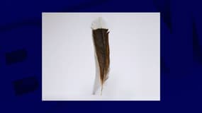Photo de la plume de huia vendue aux enchères le 13 mai 2024 à Auckland en Nouvelle-Zélande.